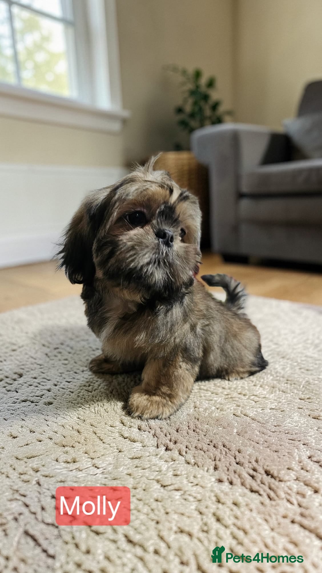 Shih Tzu dogs  💞 QUALITY STANDARD SHIH TZU 💕 - Advert 6