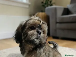 Shih Tzu dogs 💞 QUALITY STANDARD SHIH TZU 💕 - Advert 6