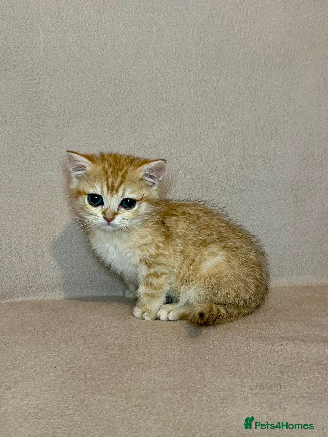 British Shorthair cats for sale: 🐾BSH Golden Kittens🐾  - Advert 9