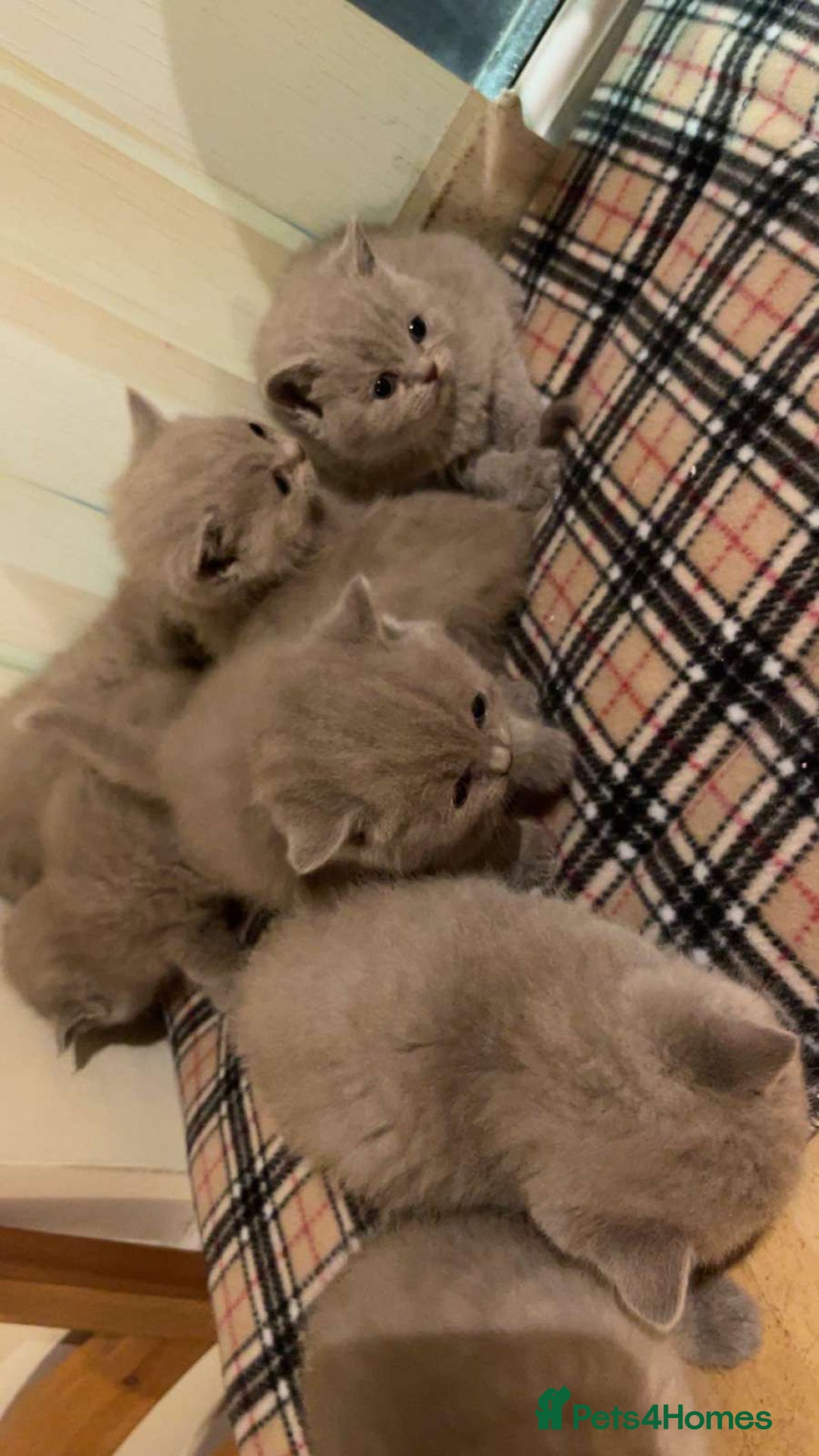 British Shorthair cats for sale: British Shorthair Kittens for Sale - Advert 10
