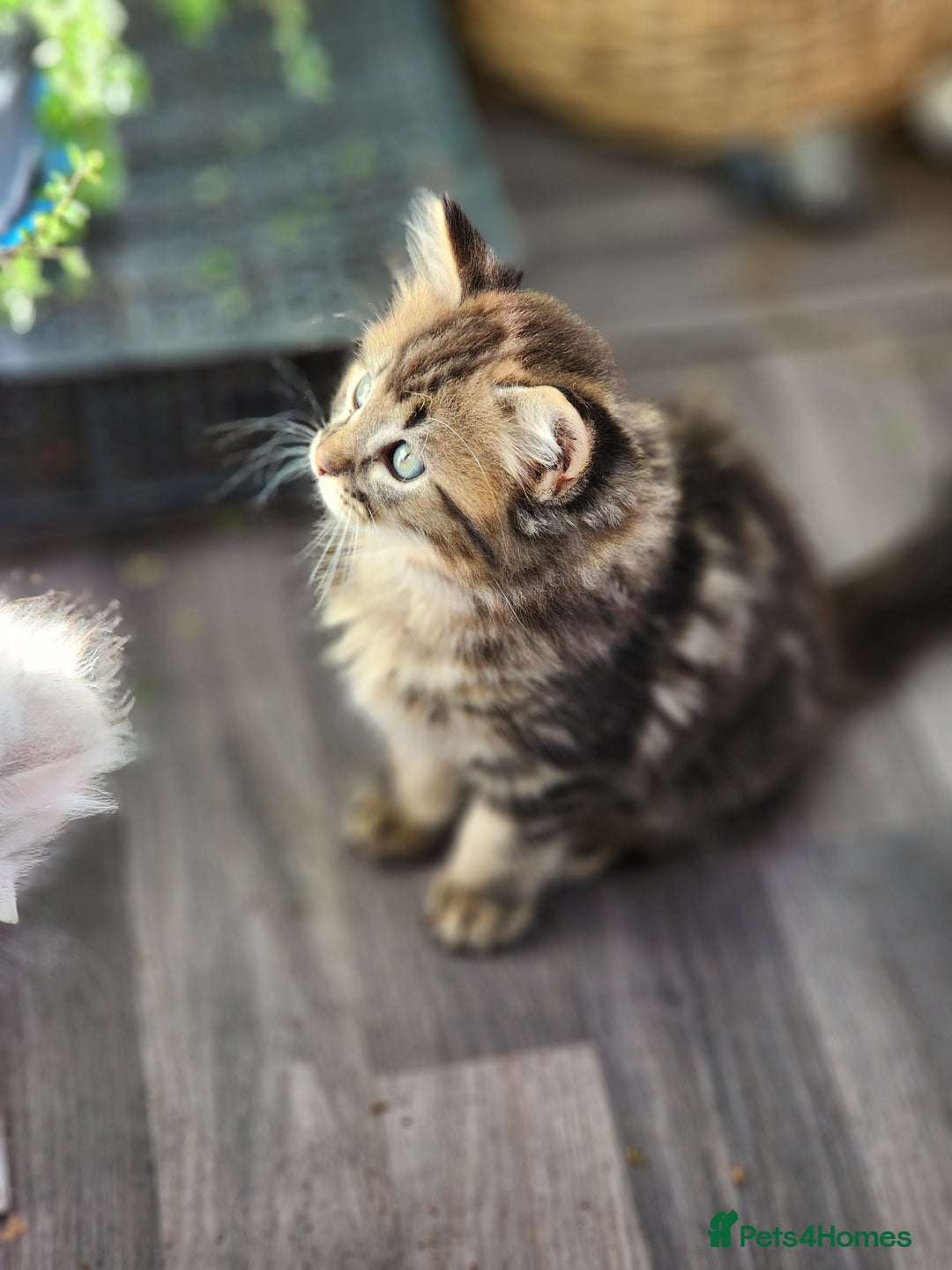 Ragdoll cats for sale: Ragdoll kittens - Image 18