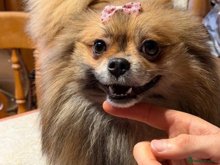 Pomeranian dogs Adult Pomeranian brothers & sisters - Advert 7