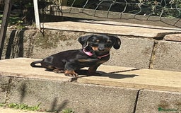 Dachshund dogs for sale: Puppy’s ready for home  in Hailsham - Image 1