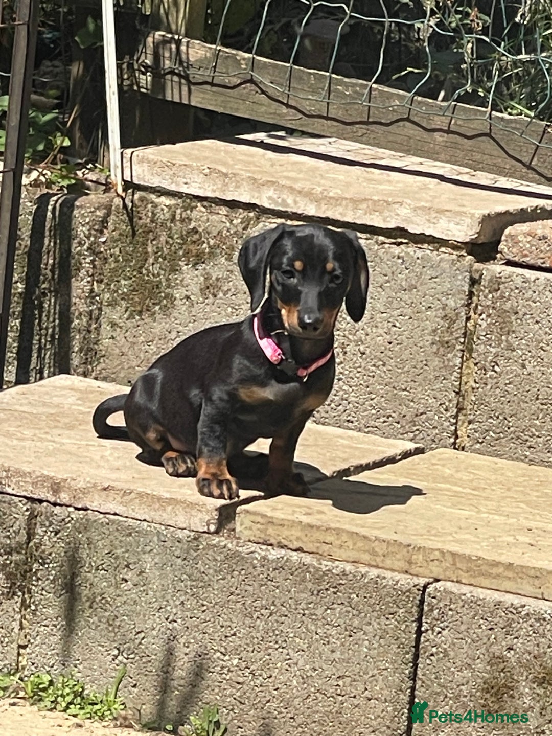 Dachshund dogs for sale: Puppy’s ready for home  in Hailsham - Image 1