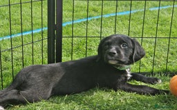 Springador dogs for sale: 💥FULL HEALTH TESTED BLACK SPRINGERDORS FOR SALE💥 in Market Drayton - Image 7