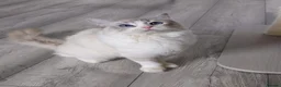Ragdoll cats for sale: Gorgeous Ragdoll Pair – GCCF - Advert 8