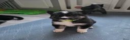 Siberian Husky dogs for sale: Yakutian Laika puppies  - Advert 22