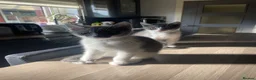 Mixed Breed cats for sale: Kittens half saimess  - Advert 11