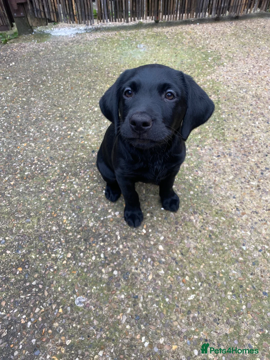 Labrador Retriever dogs for sale: Kc registered black Labrador in Lincoln - Advert 4