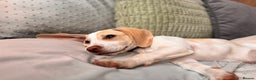 Beagle dogs for sale: Mollie - Advert 3