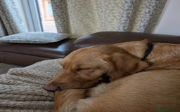 Goldador dogs for sale: Beautiful Goldador girl looking for forever home  - Advert 6