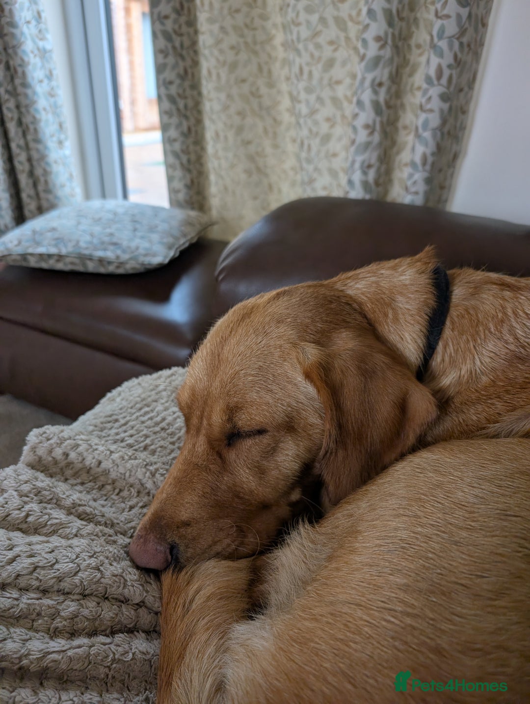 Goldador dogs for sale: Beautiful Goldador girl looking for forever home  - Advert 6