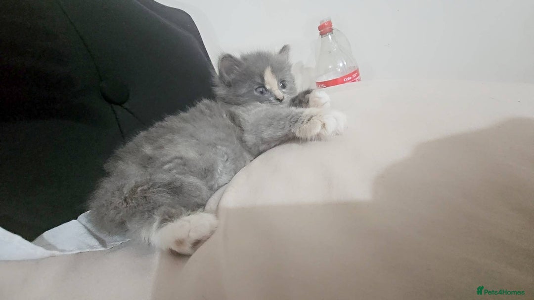 Mixed Breed cats for sale: Female fluffy kitten  - Advert 2