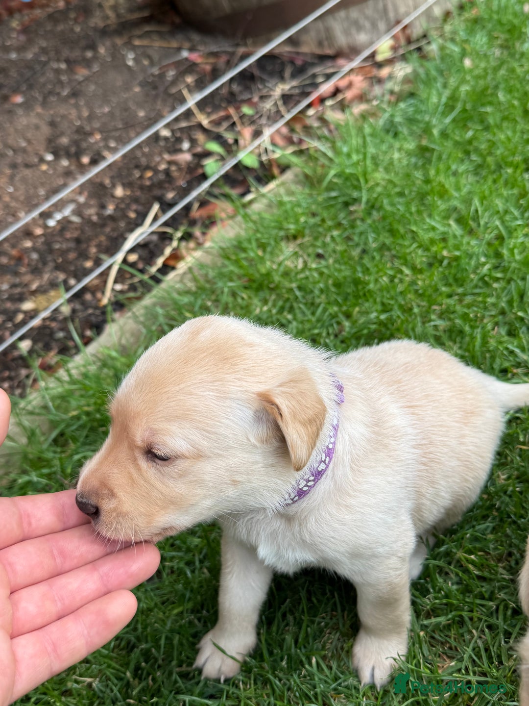 Labrador Retriever dogs for sale: Stunning KC Reg Yellow Labrador Puppies - Image 12
