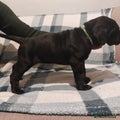 Cane Corso Puppy 1