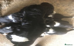 Border Collie dogs for sale: KC Reg Border Collies Puppies Health Tested Lines - Image 7