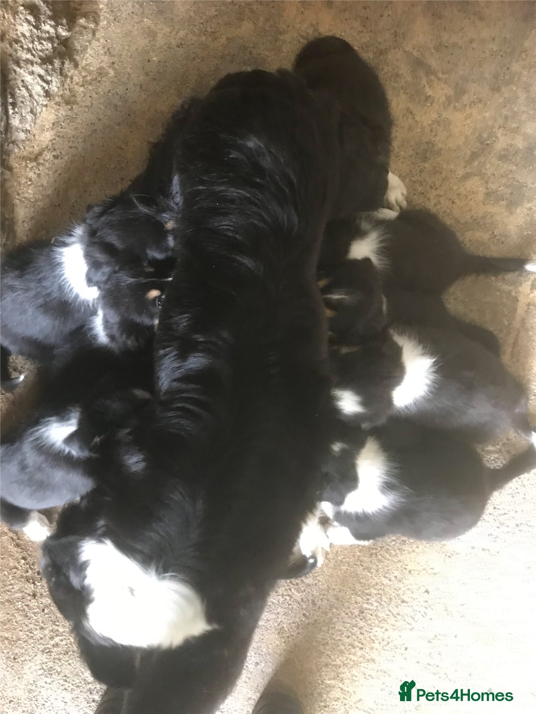 Border Collie dogs for sale: KC Reg Border Collies Puppies Health Tested Lines - Image 7
