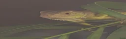 Mixed Breed reptiles for sale: Reptiles for sale mix of different ones  - Advert 2