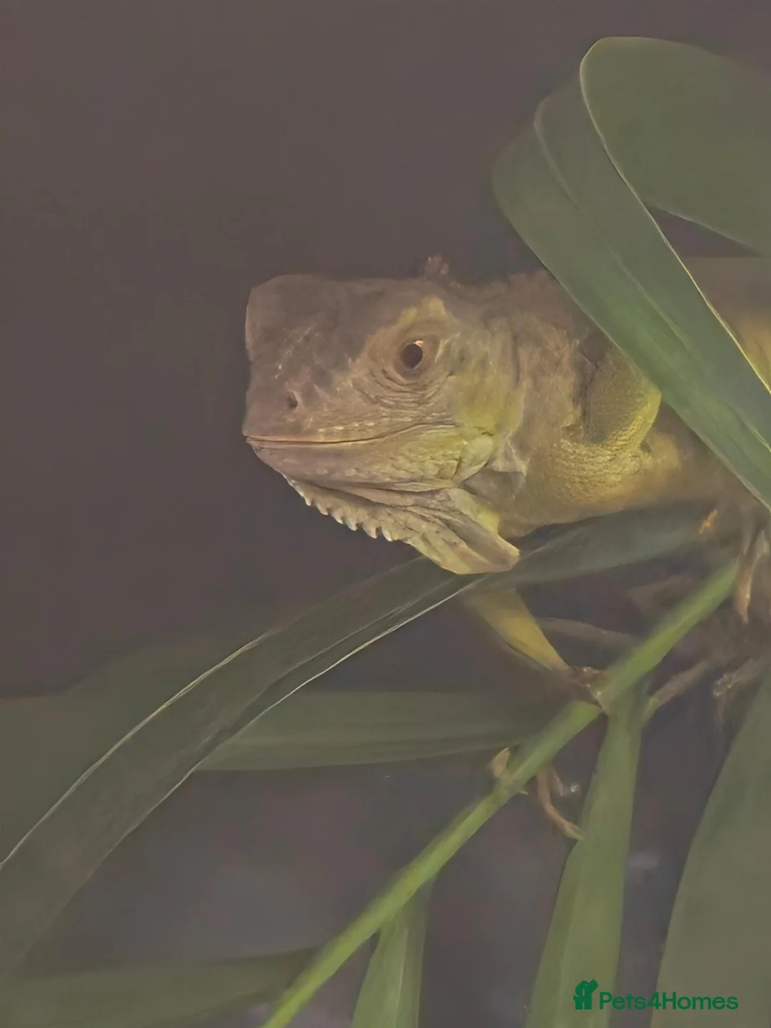 Mixed Breed reptiles for sale: Reptiles for sale mix of different ones  - Advert 2
