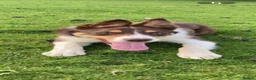 Border Collie dogs for stud: ISDS Red & Tan border collie stud  - Advert 3