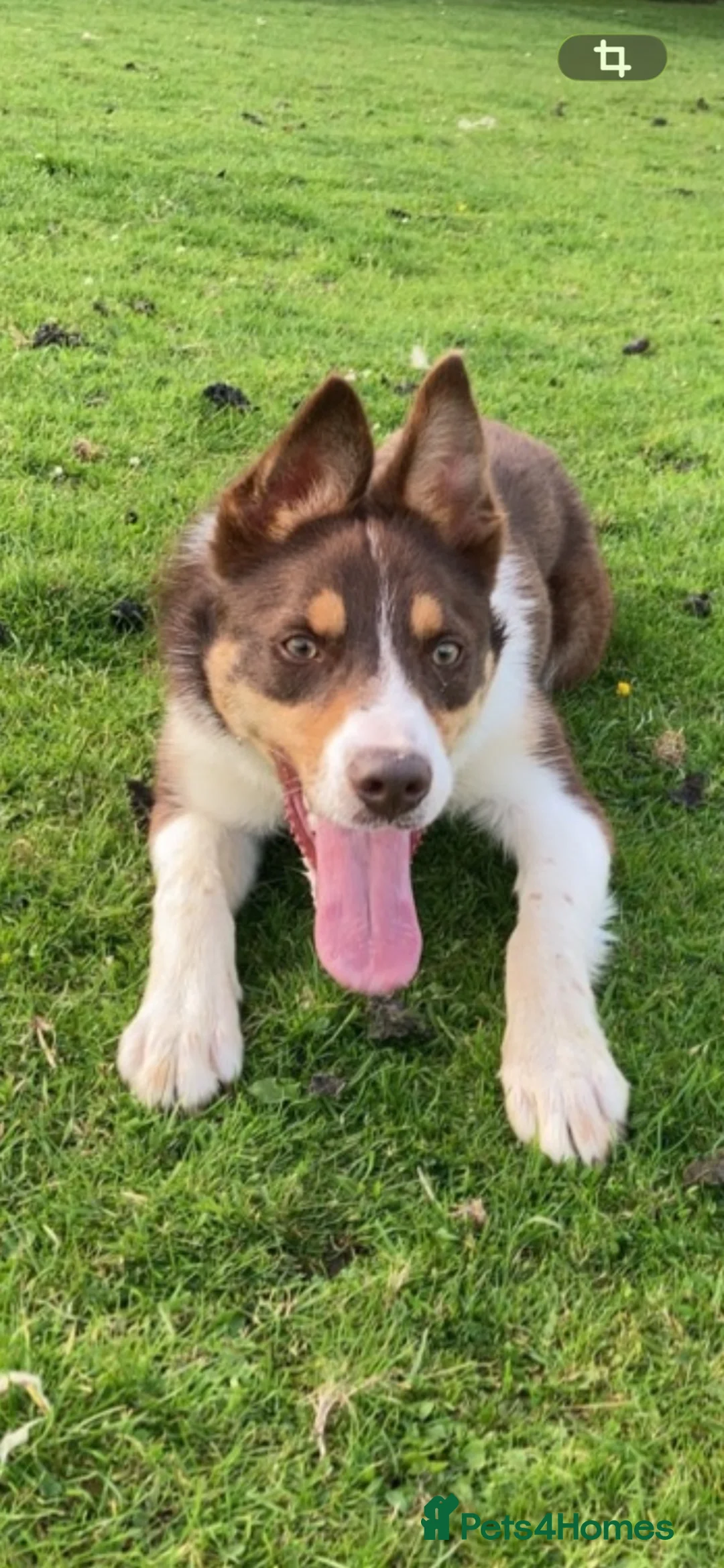 Border Collie dogs for stud: ISDS Red & Tan border collie stud  - Advert 3