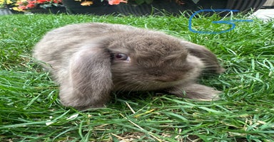 Mini Lop rabbits - Advert 2