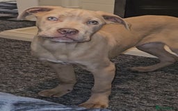 Mixed Breed dogs for sale: Cane Corso/Presa Canario Molloser dogs  - Advert 5