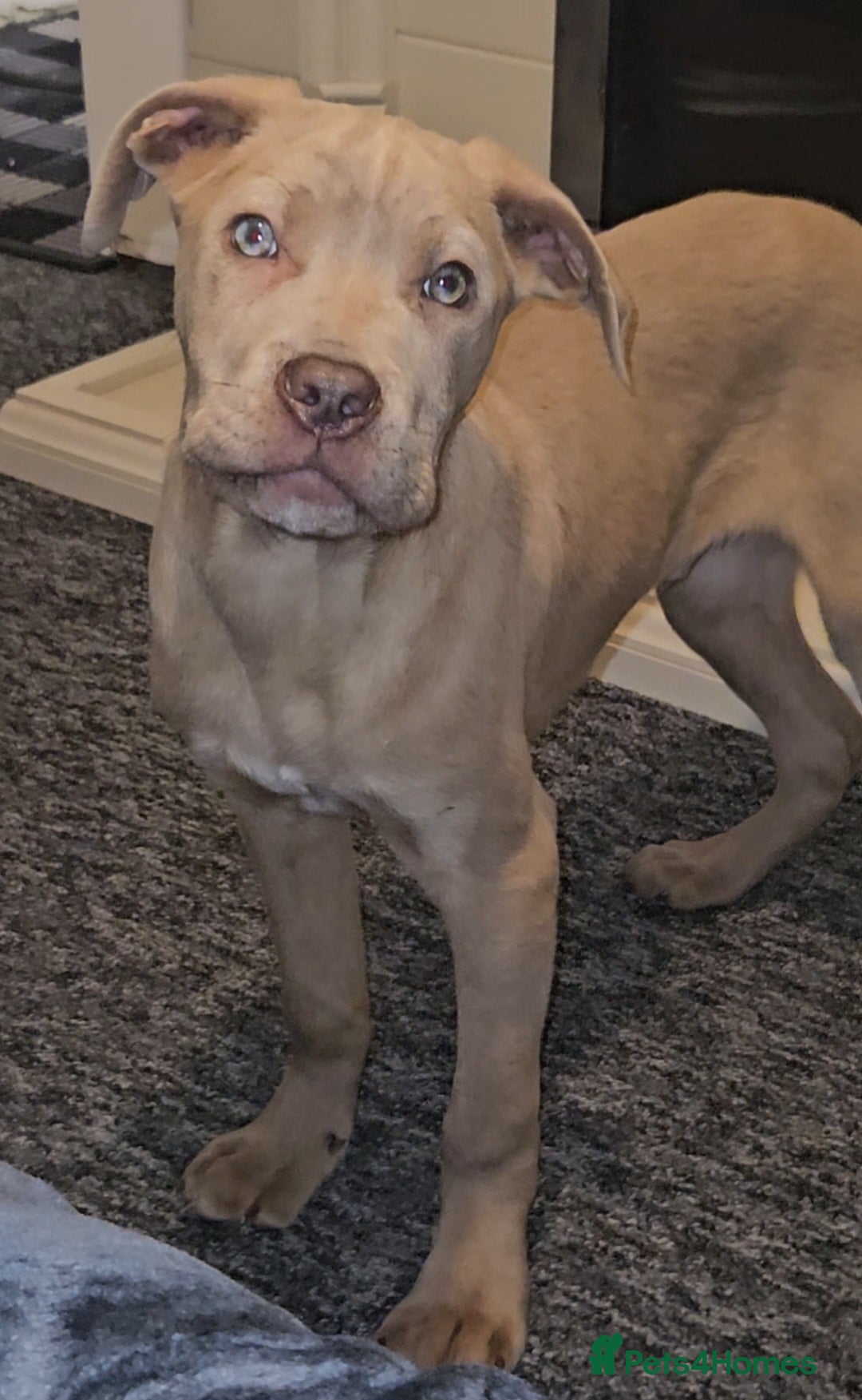 Mixed Breed dogs for sale: Cane Corso/Presa Canario Molloser dogs  - Advert 5