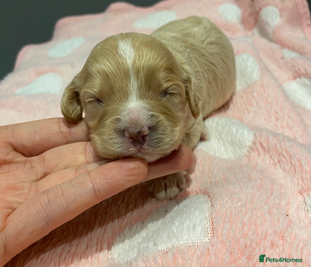 Cavapoo dogs for sale: Extensively Health tested F1 Toy Cavapoo puppies - Advert 15