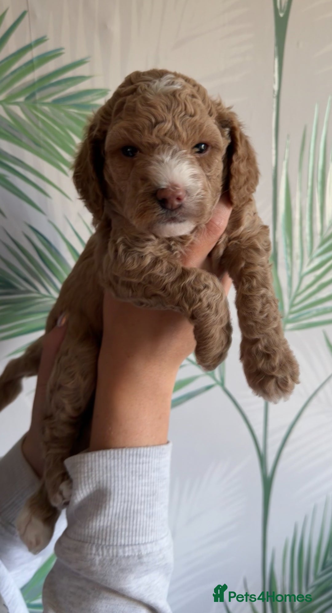 Cavapoo dogs for sale: ✨🌈 Rare Chocolate & Multicoloured Curly Cavapoos - Image 5