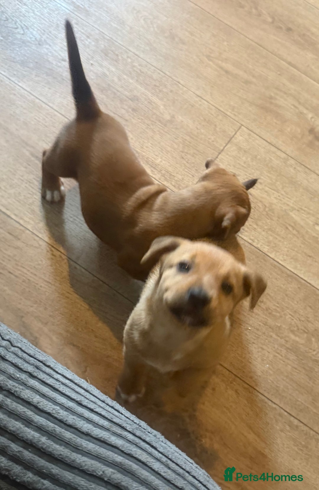 Mixed Breed dogs for sale: Rottweiler cross saluki puppies  - Image 7