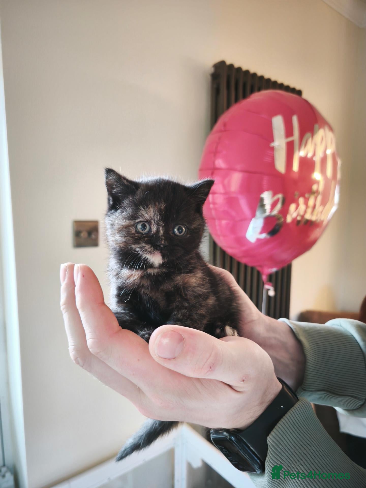 British Shorthair cats for sale: Beautiful British Shorthair Kittens - Advert 13