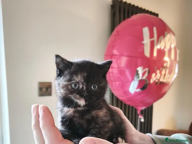 British Shorthair cats for sale: Beautiful British Shorthair Kittens - Advert 13