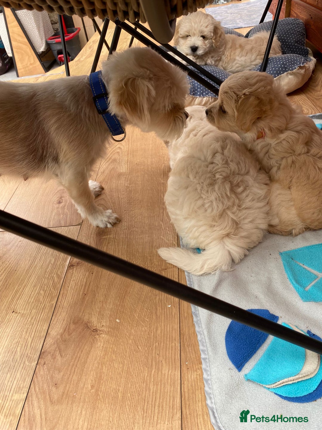 Maltipoo dogs for sale: Adorable F1 Havapoo Puppies | 2 BOYS 1 GIRL - Image 4