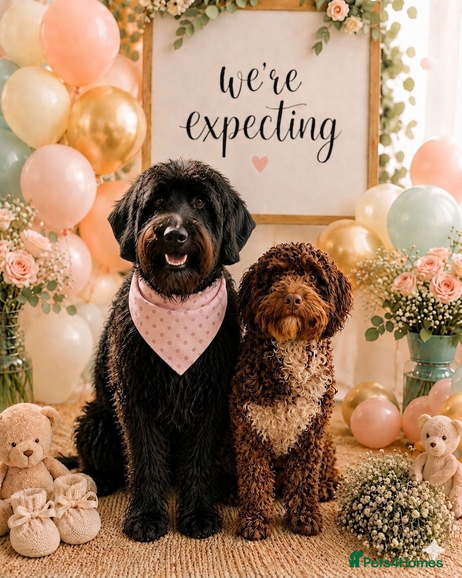 Mixed Breed dogs F2 Miniature Australian Double Doodle  - Advert 4