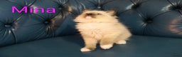 Ragdoll cats for sale: Pure bred Blue- Mitted Seal Point ragdoll kittens  - Advert 9