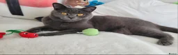British Shorthair cats for sale: British shorthair  in Canterbury - Advert 3
