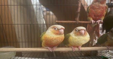 Conures birds - Advert 3