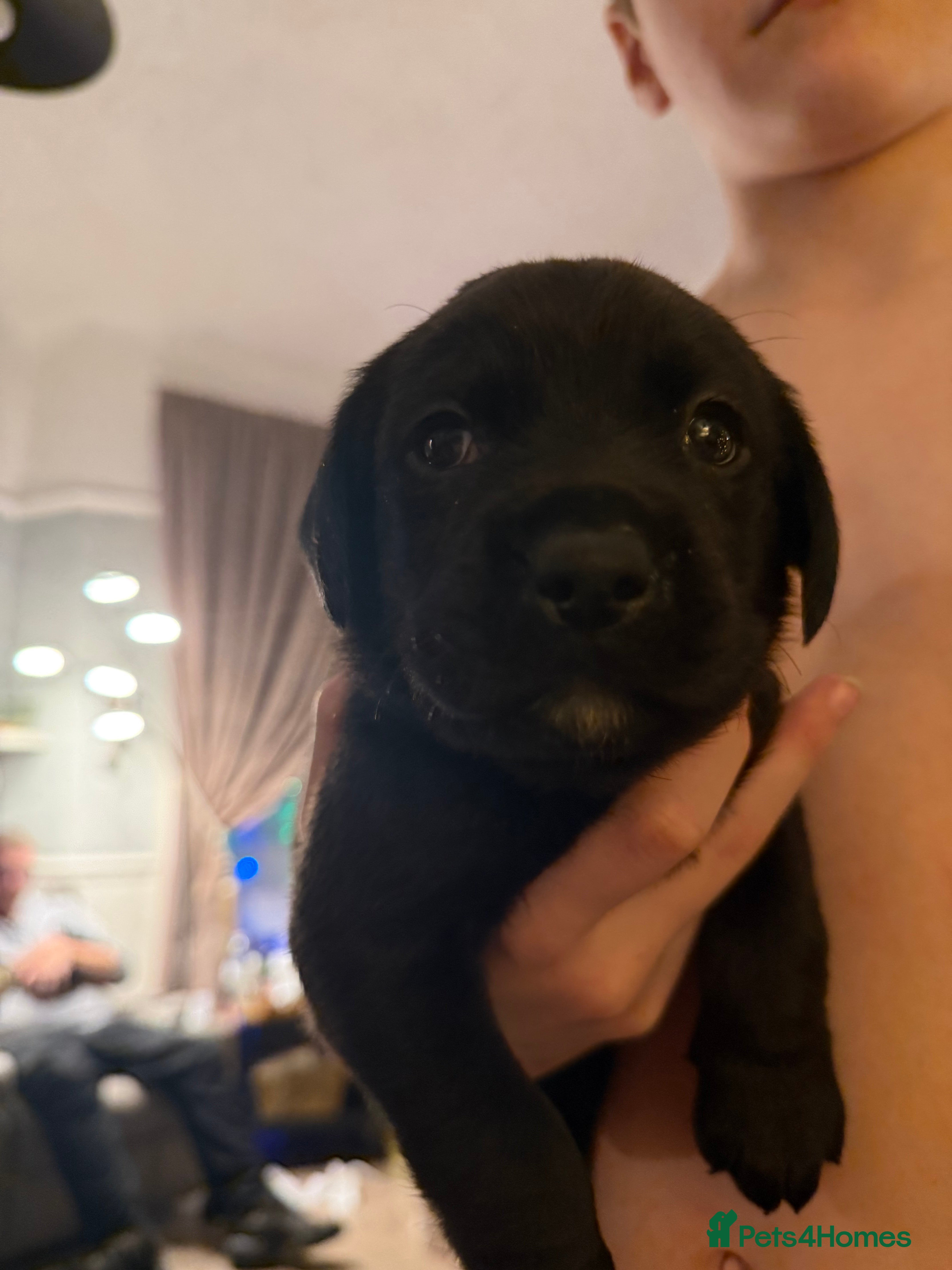 Labrador Retriever dogs Labrador X Boxerdore puppies  - Advert 1