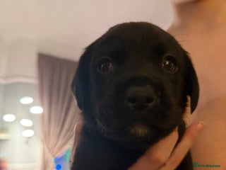 Labrador Retriever dogs Labrador X Boxerdore puppies - Advert 1