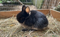 Netherland Dwarf rabbits for sale: Netherland dwarf babies - Image 2
