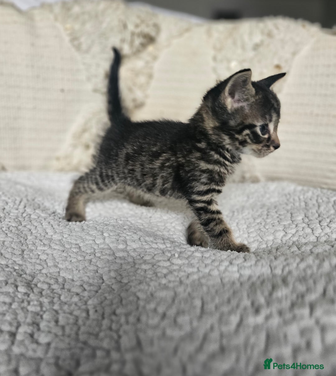 Persian cats for sale: PersianXTortoiseshell Crossbreed Kittens - Image 3