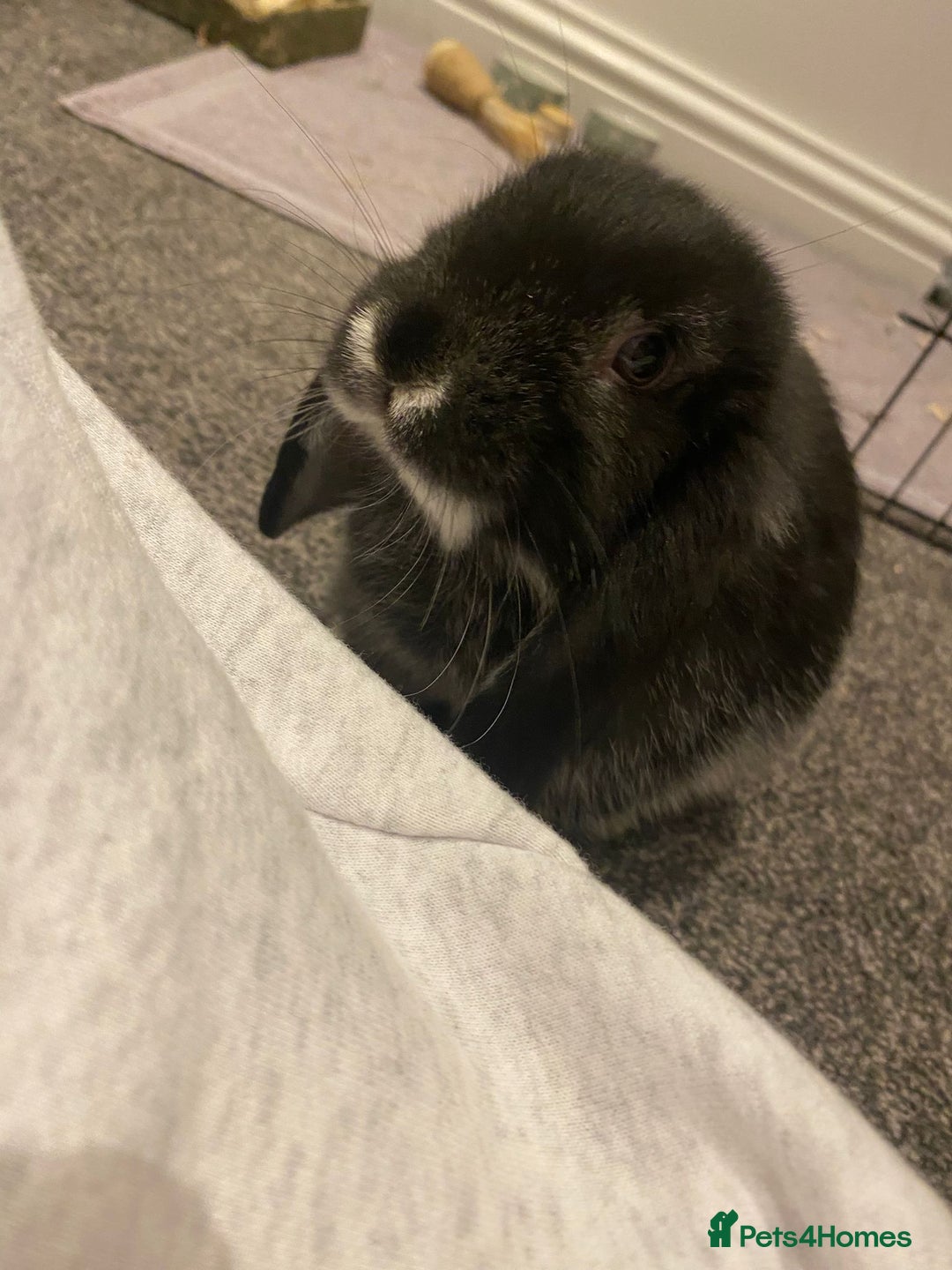 Mini Lop rabbits for sale: Mini Lop black otter indoor bunny  - Advert 4