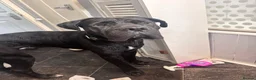 Cane Corso dogs for sale: 3 year old Cane Corso called Ryuk in Birmingham - Advert 5