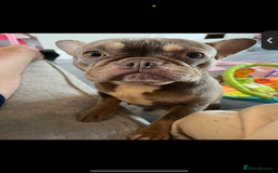 French Bulldog dogs for sale: 💗deliah💗 - Image 1