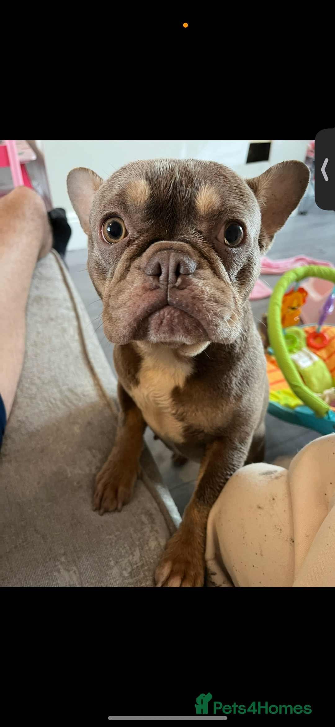 French Bulldog dogs for sale: 💗deliah💗 - Image 1