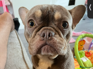 French Bulldog dogs - Advert 1