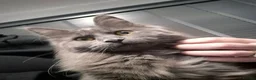Maine Coon cats for sale: Stunning blue maine coon female  - Advert 2