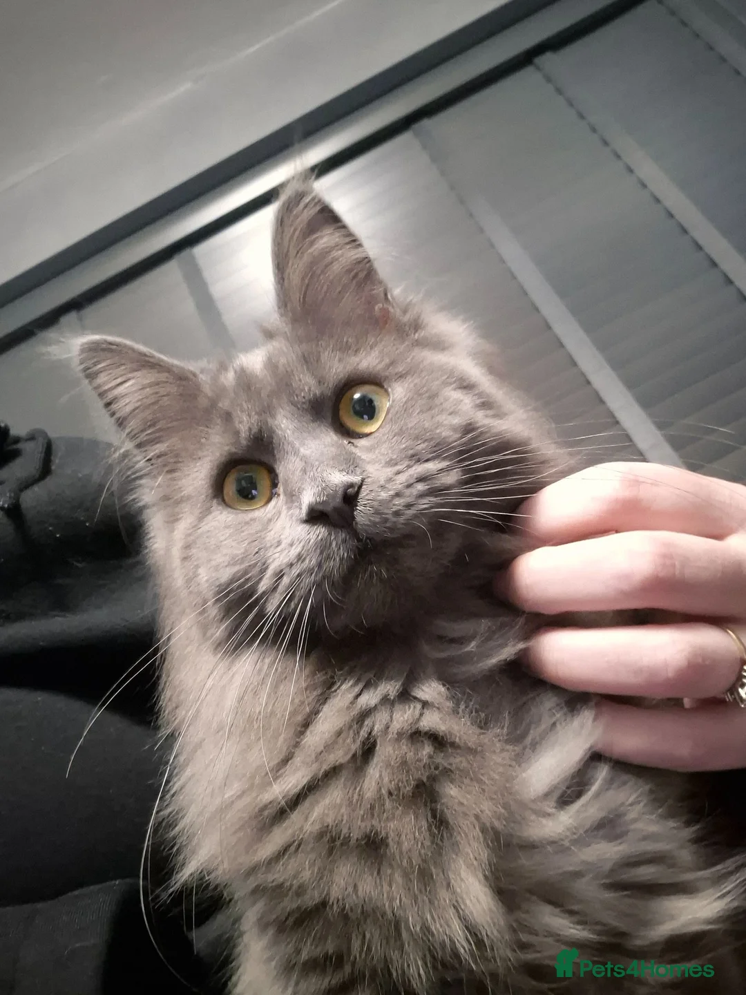 Maine Coon cats for sale: Stunning blue maine coon female  - Advert 2