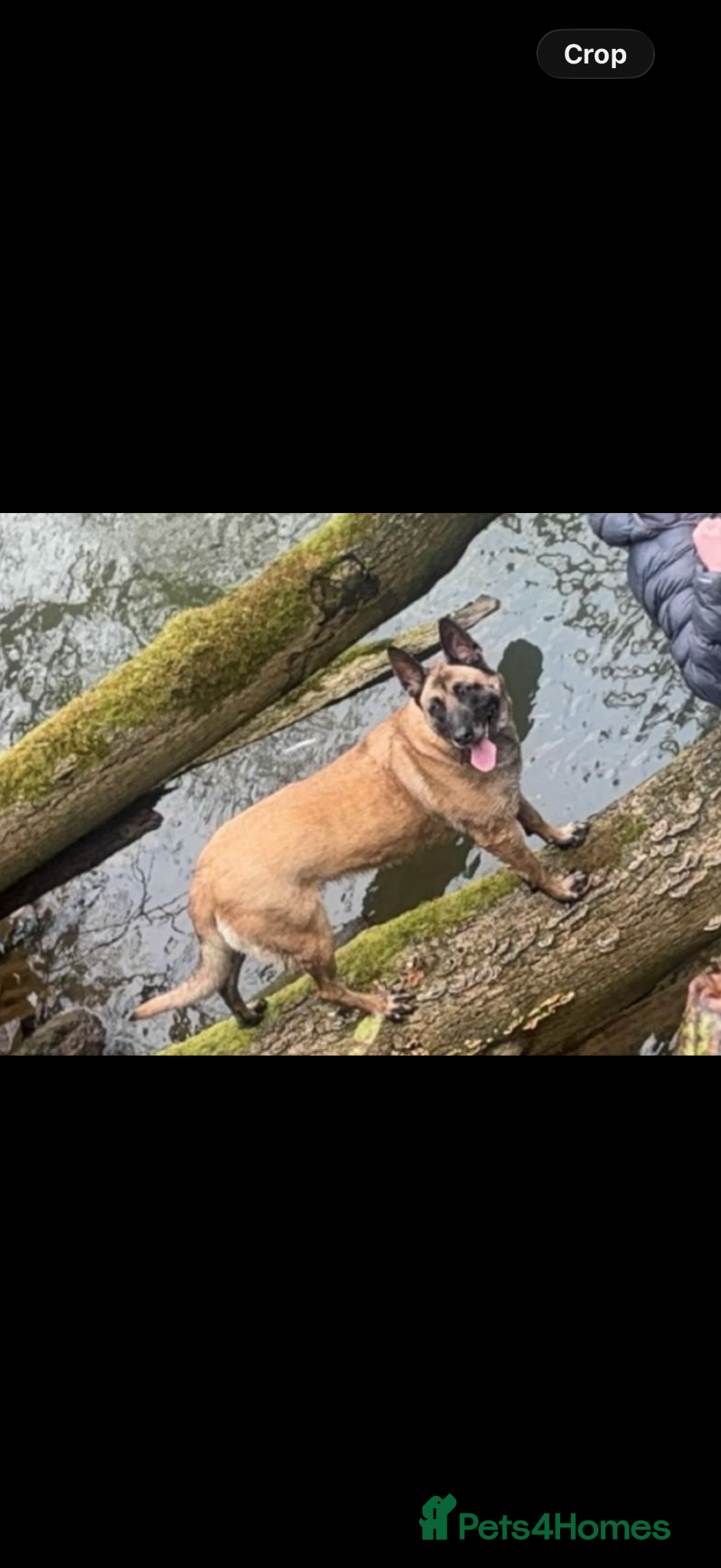 Mixed Breed dogs Bullherder Pups for Sale - Advert 1